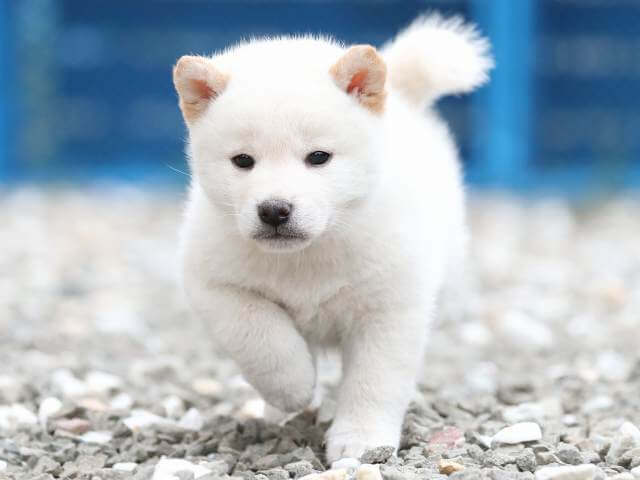 AI5I7507-3377puppy AI5I7507-3377puppy
