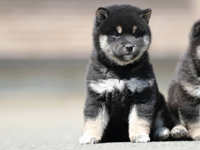 AI5I7508-3366puppy AI5I7508-3366puppy