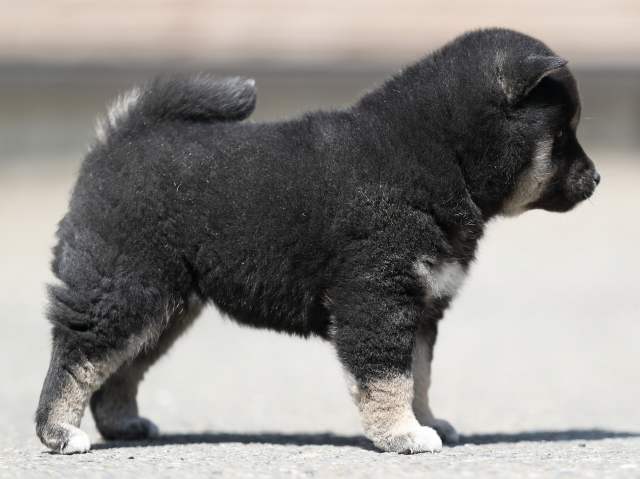 AI5I7526-3366puppy AI5I7526-3366puppy