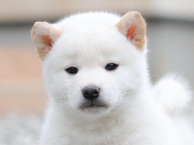 AI5I7529-3377puppy AI5I7529-3377puppy