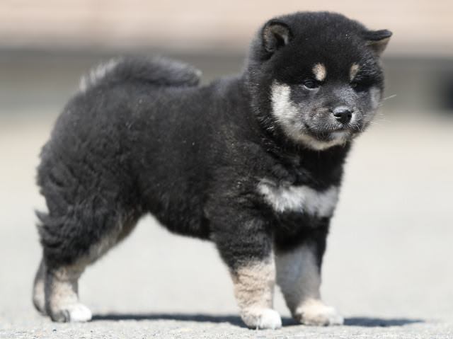 AI5I7537-3366puppy AI5I7537-3366puppy