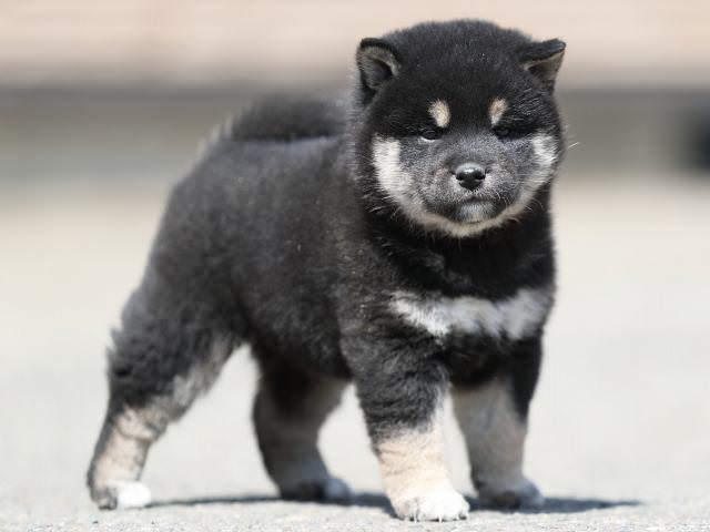 AI5I7542-3366puppy AI5I7542-3366puppy