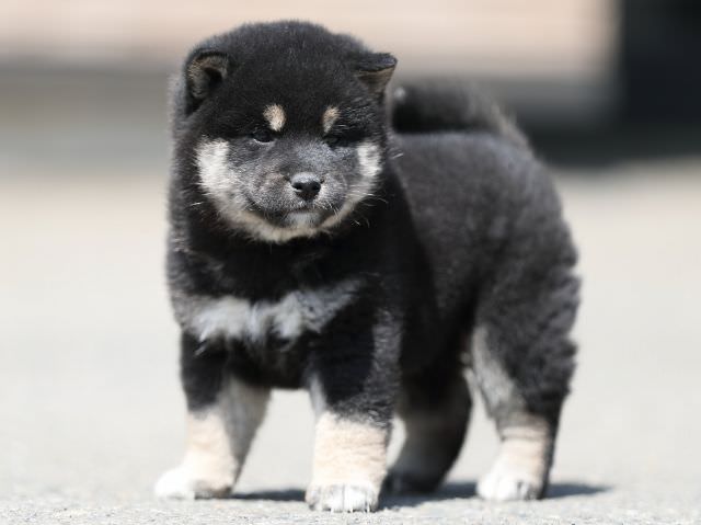 AI5I7570-3366puppy AI5I7570-3366puppy