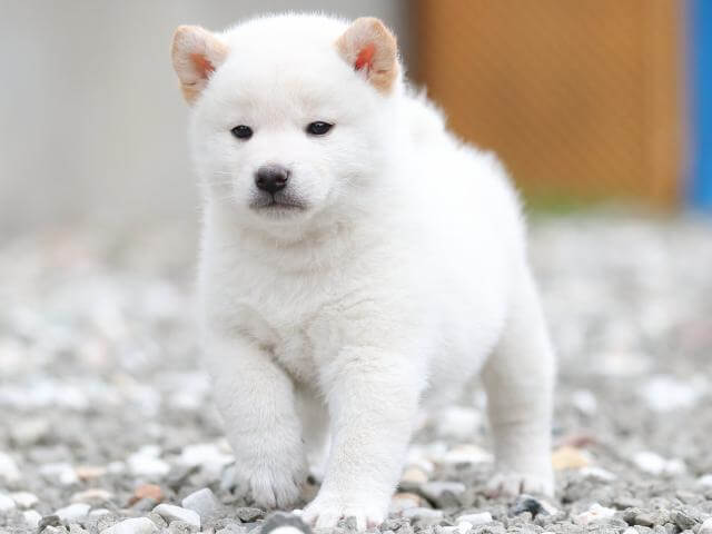 AI5I7603-3377puppy AI5I7603-3377puppy