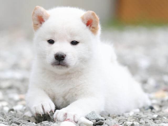 AI5I7623-3377puppy AI5I7623-3377puppy