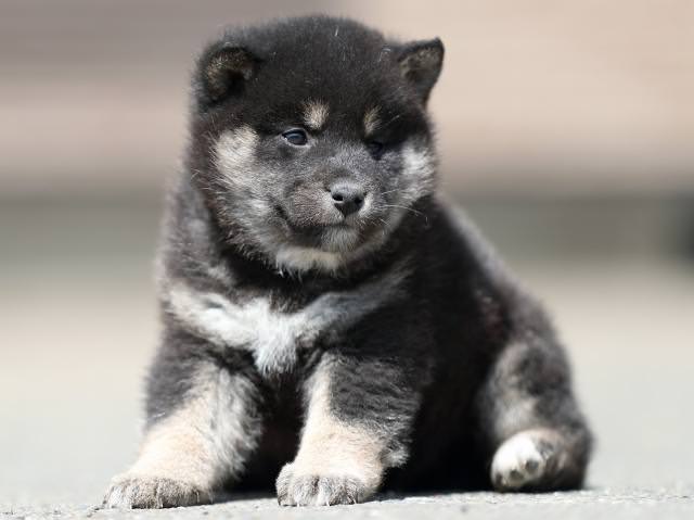 AI5I7656-3367puppy AI5I7656-3367puppy