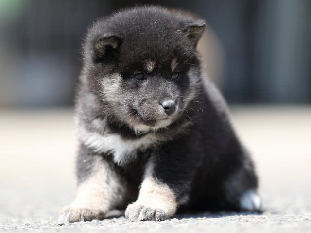 AI5I7697-3367puppy AI5I7697-3367puppy