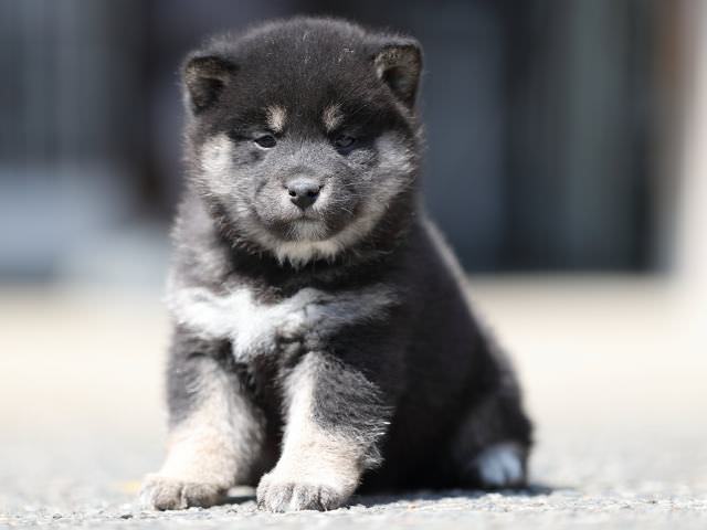 AI5I7717-3367puppy AI5I7717-3367puppy