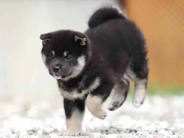 AI5I7727-3378puppy AI5I7727-3378puppy