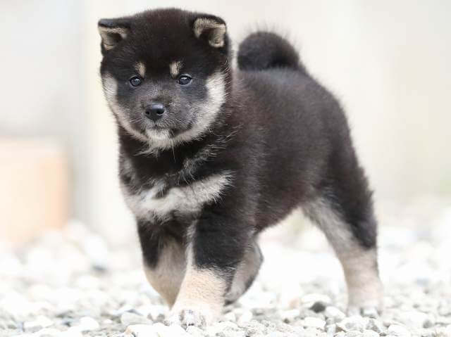 AI5I7733-3378puppy AI5I7733-3378puppy