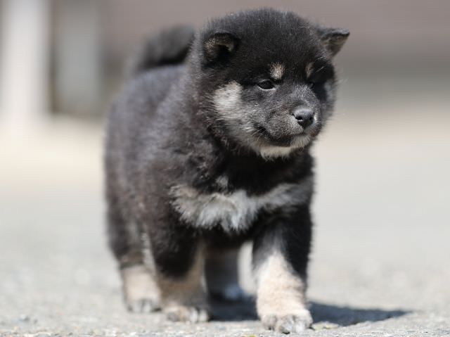 AI5I7785-3367puppy AI5I7785-3367puppy