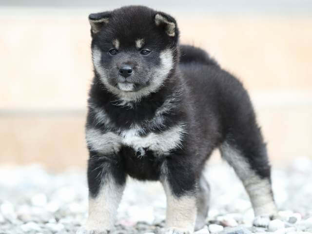 AI5I7789-3378puppy AI5I7789-3378puppy