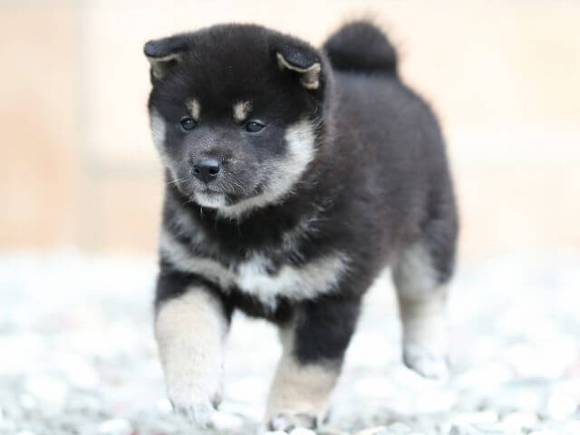 AI5I7794-3378puppy AI5I7794-3378puppy