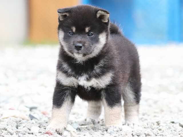 AI5I7845-3378puppy AI5I7845-3378puppy