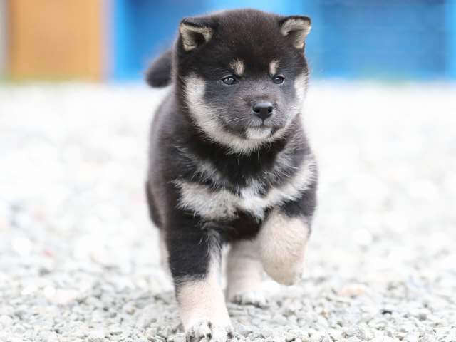 AI5I7852-3378puppy AI5I7852-3378puppy