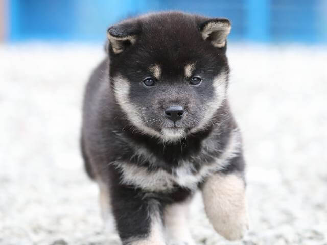 AI5I7856-3378puppy AI5I7856-3378puppy