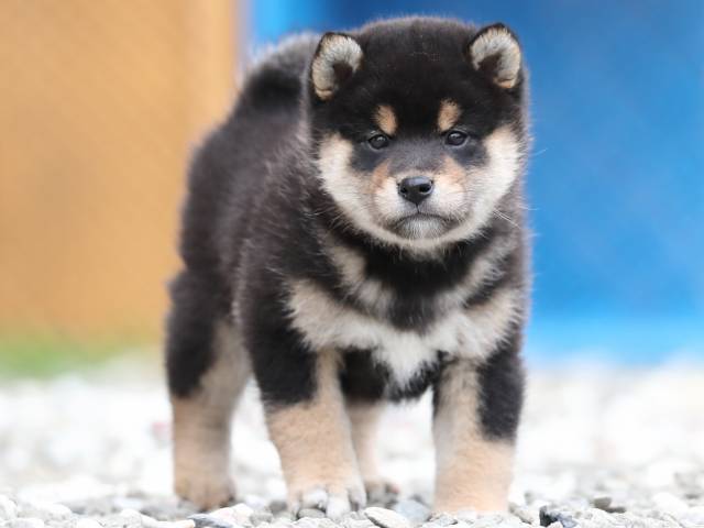 AI5I8107-3378puppy AI5I8107-3378puppy