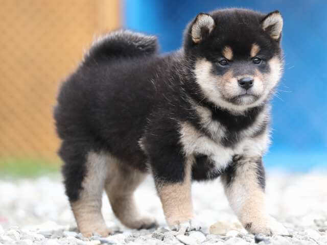 AI5I8114-3378puppy AI5I8114-3378puppy