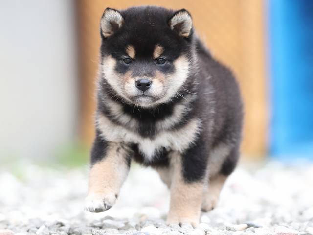 AI5I8120-3378puppy AI5I8120-3378puppy
