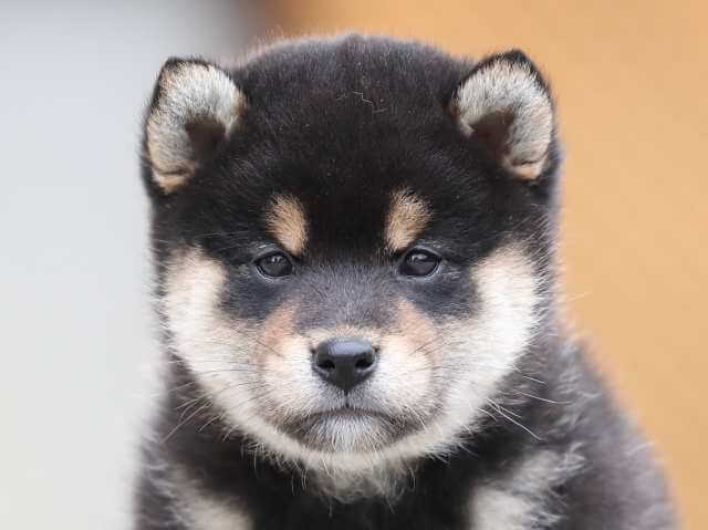 AI5I8142-3378puppy AI5I8142-3378puppy