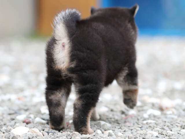 AI5I8316-3378puppy AI5I8316-3378puppy