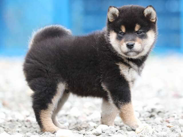 AI5I8323-3378puppy AI5I8323-3378puppy