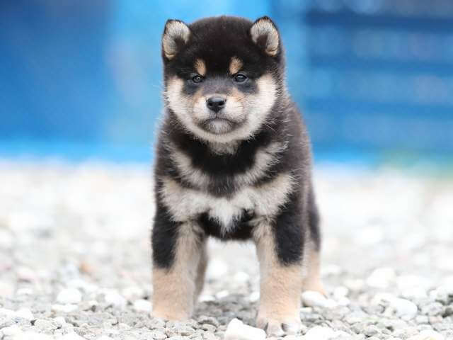 AI5I8381-3378puppy AI5I8381-3378puppy