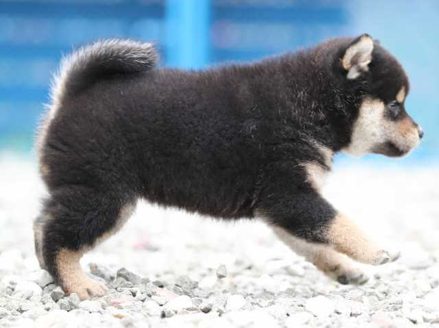 AI5I8386-3378puppy AI5I8386-3378puppy