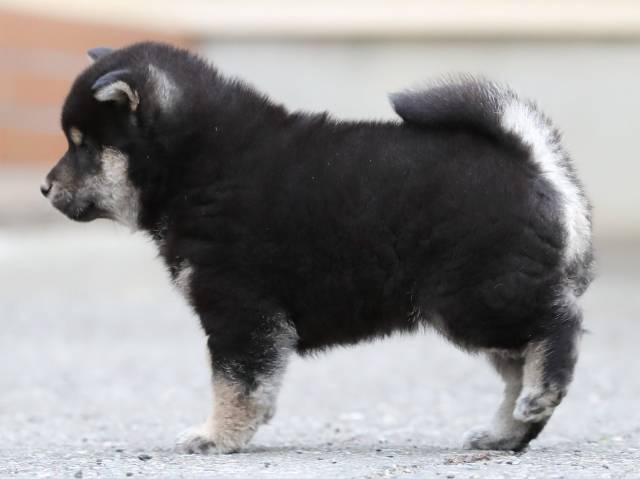 AI5I8889-3365puppy AI5I8889-3365puppy