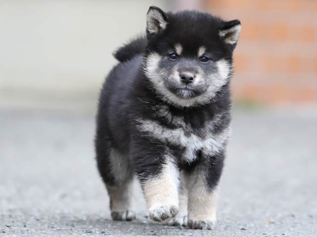 AI5I8902-3365puppy AI5I8902-3365puppy