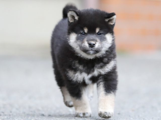 AI5I8904-3365puppy AI5I8904-3365puppy