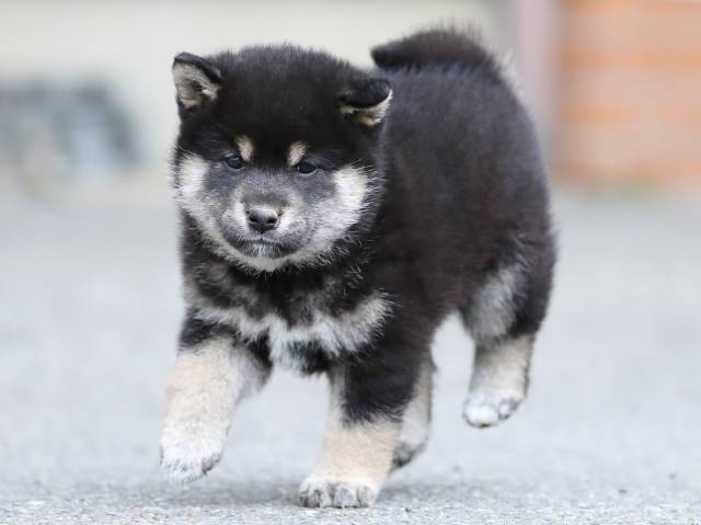 AI5I8913-3365puppy AI5I8913-3365puppy