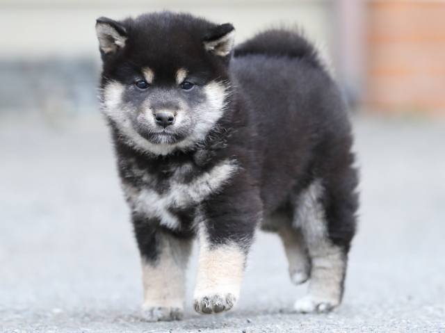 AI5I8916-3365puppy AI5I8916-3365puppy