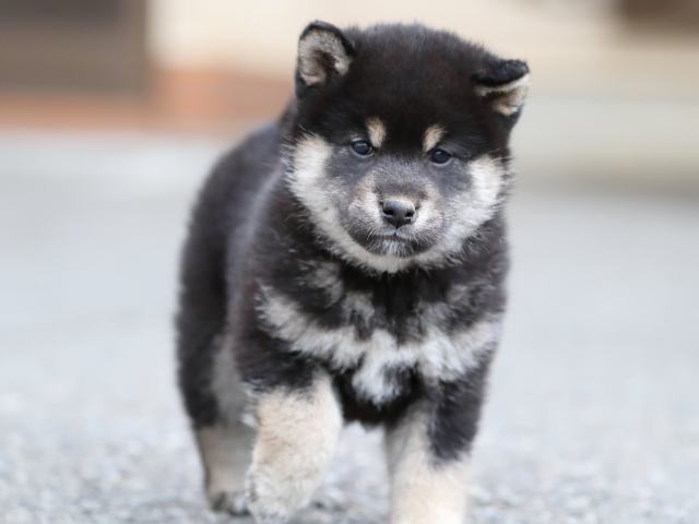 AI5I8941-3365puppy AI5I8941-3365puppy