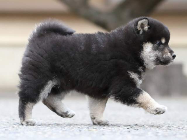 AI5I8986-3365puppy AI5I8986-3365puppy