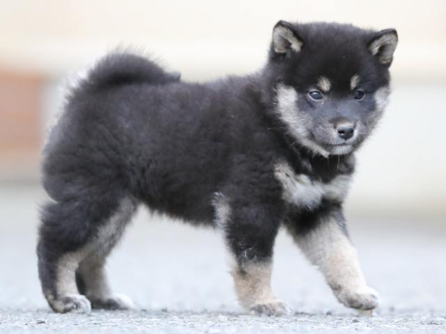 AI5I9131-3367puppy AI5I9131-3367puppy