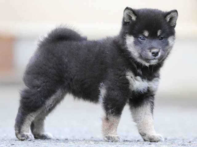 AI5I9134-3367puppy AI5I9134-3367puppy