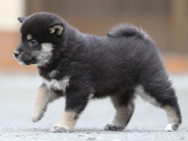 AI5I9169-3367puppy AI5I9169-3367puppy
