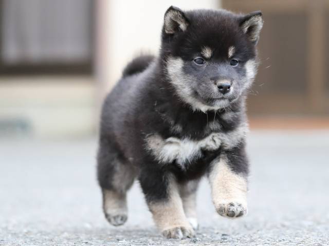 AI5I9184-3367puppy AI5I9184-3367puppy