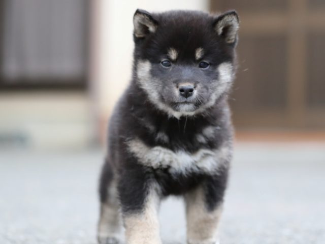 AI5I9189-3367puppy AI5I9189-3367puppy