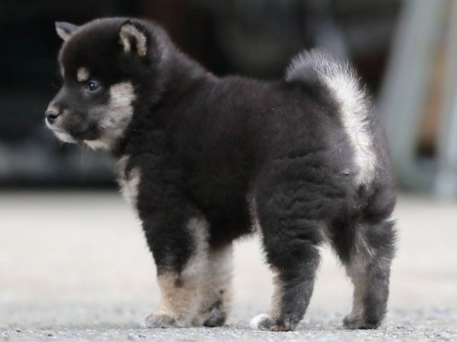 AI5I9277-3367puppy AI5I9277-3367puppy