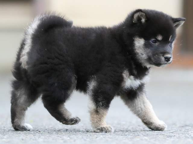 AI5I9314-3367puppy AI5I9314-3367puppy