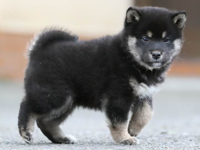 AI5I9319-3367puppy AI5I9319-3367puppy