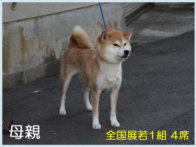 愛郷の定号 愛郷の定号