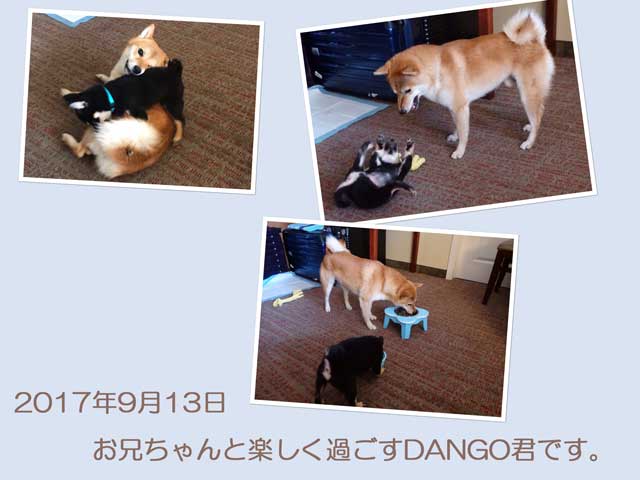 3197黒♂DANGO1 3197黒♂DANGO1