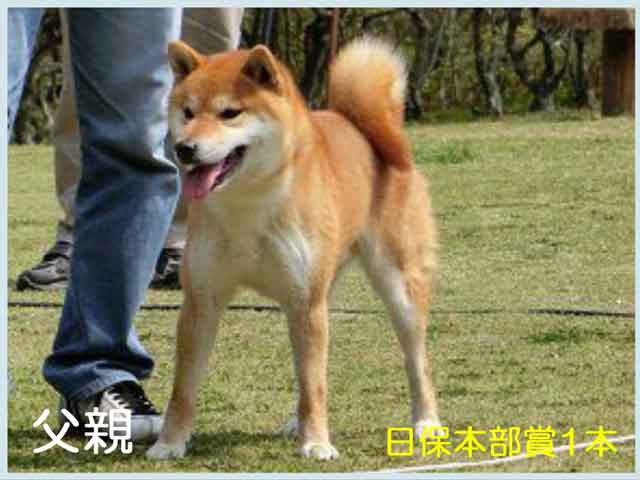 豊後錦王号 豊後錦王号