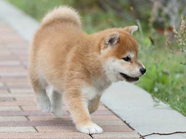 AI5I0006-3391puppy AI5I0006-3391puppy