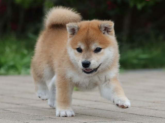 AI5I0047-3391puppy AI5I0047-3391puppy