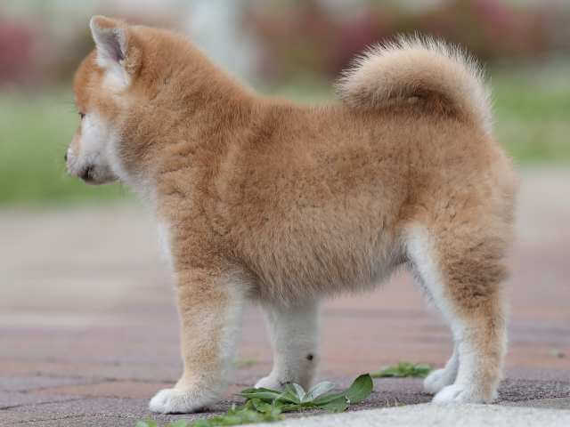 AI5I0073-3391puppy AI5I0073-3391puppy