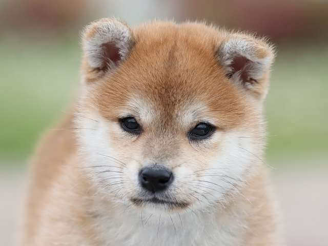 AI5I0100-3391puppy AI5I0100-3391puppy